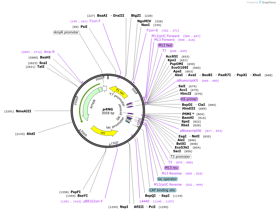 50677-plasmid-map-sequence-id-75838
