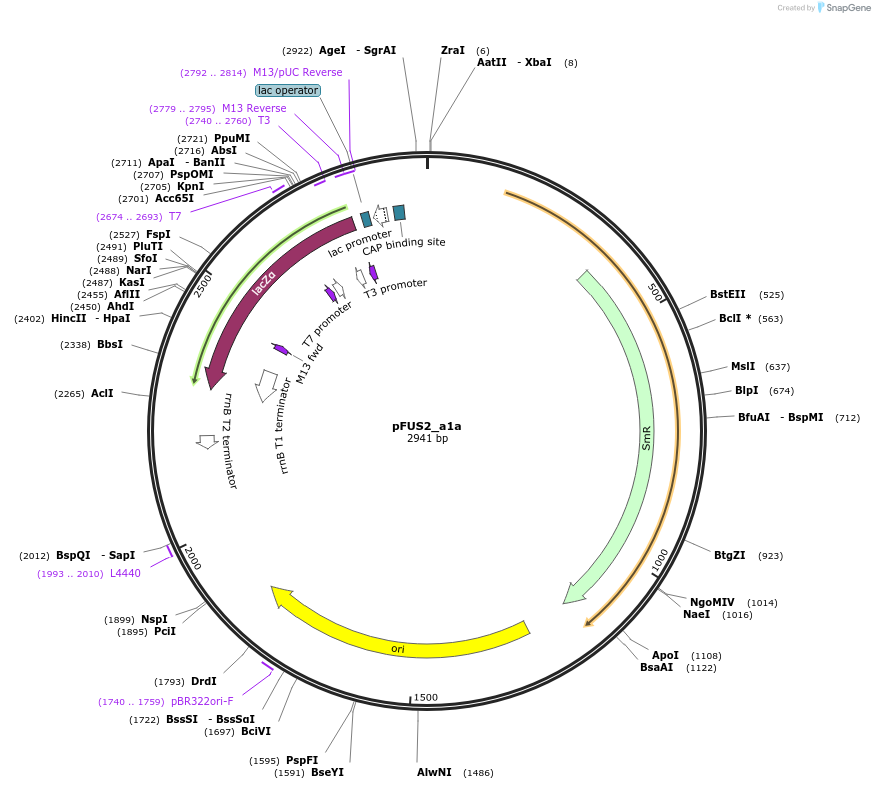 50680-plasmid-map-sequence-id-75841