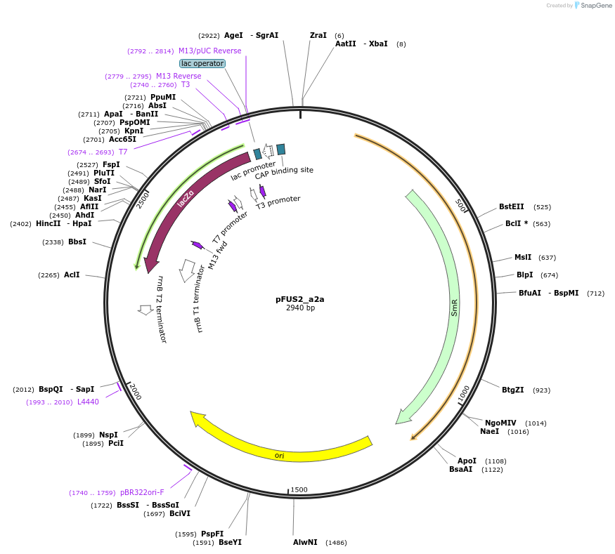 50681-plasmid-map-sequence-id-75842