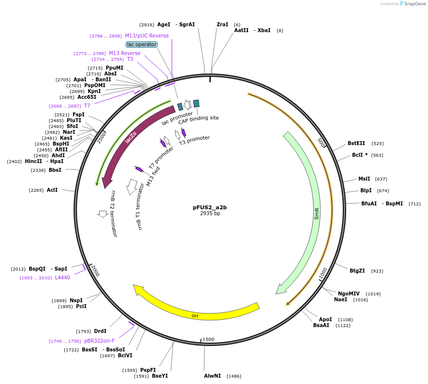 50682-plasmid-map-sequence-id-75843