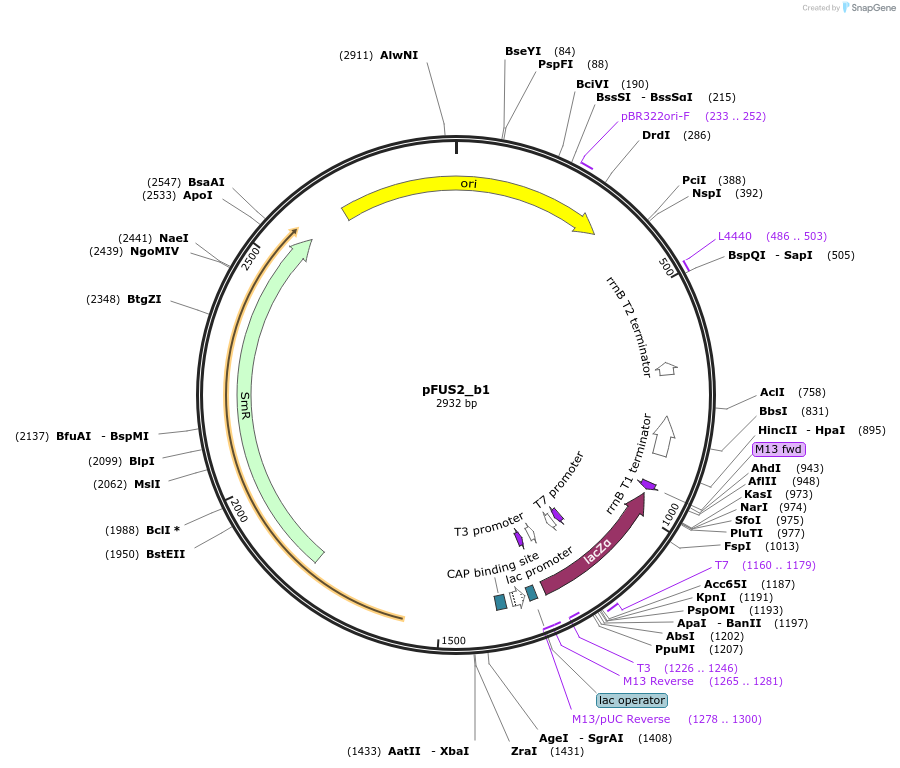 50695-plasmid-map-sequence-id-75848