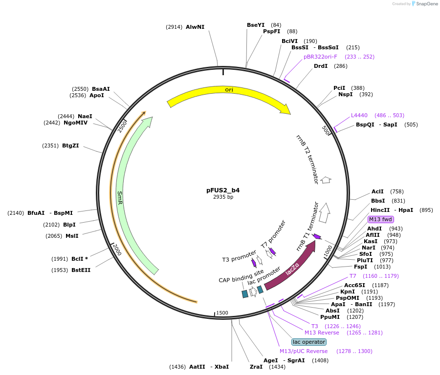 50698-plasmid-map-sequence-id-75851
