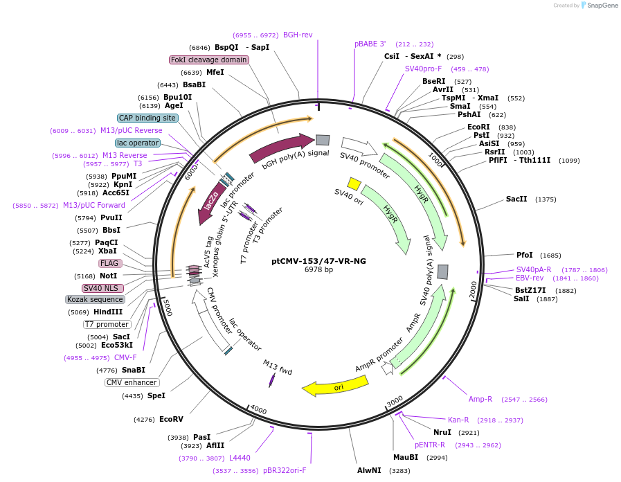 50704-plasmid-map-sequence-id-75857