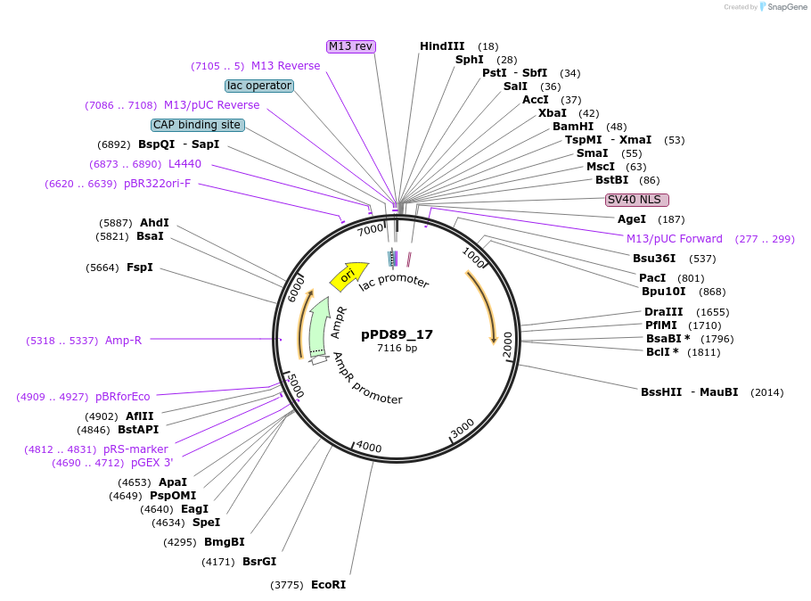1465-plasmid-map-sequence-id-76