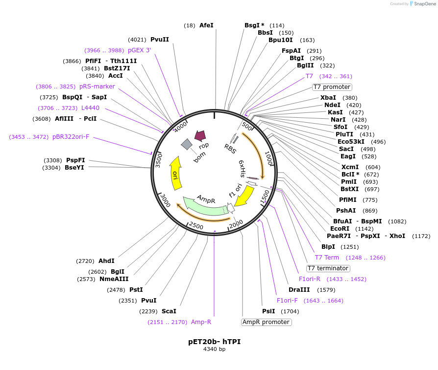 50723-plasmid-map-sequence-id-76068