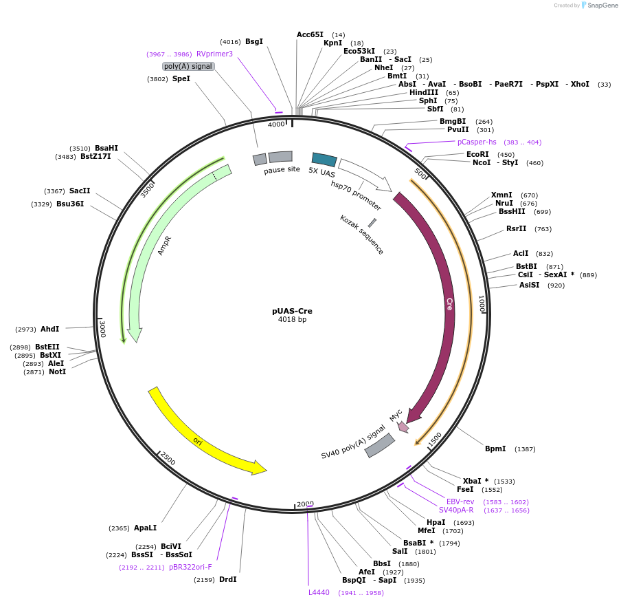 50797-plasmid-map-sequence-id-76198
