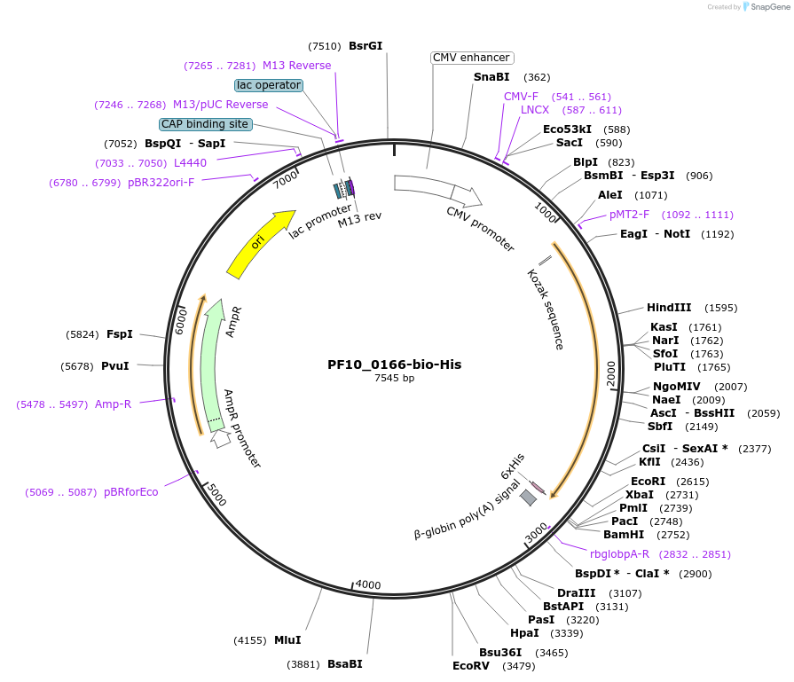 50801-plasmid-map-sequence-id-76201