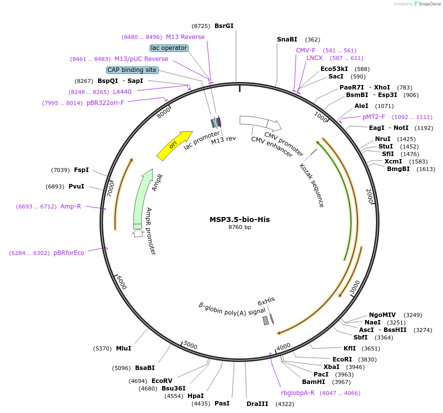 50803-plasmid-map-sequence-id-76203