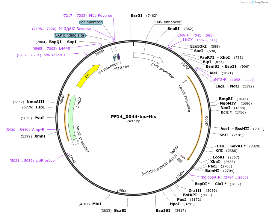 50809-plasmid-map-sequence-id-76210