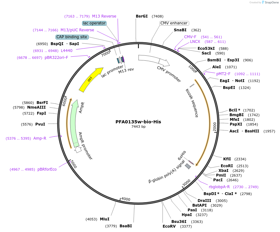 50810-plasmid-map-sequence-id-76211