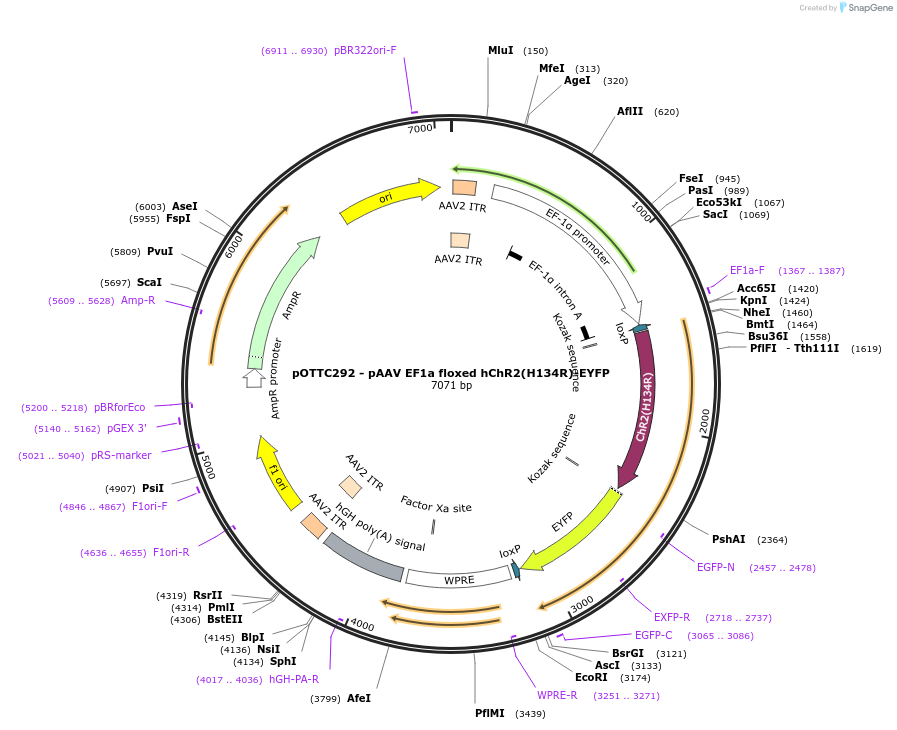 50834-plasmid-map-sequence-id-76270