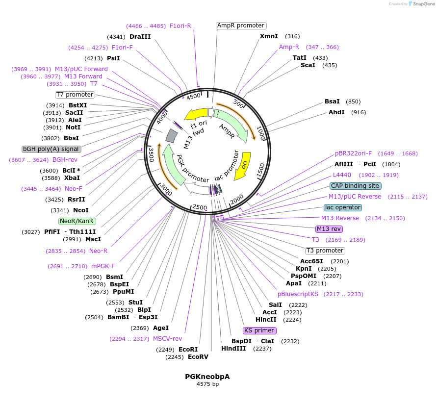 13442-plasmid-map-sequence-id-7628