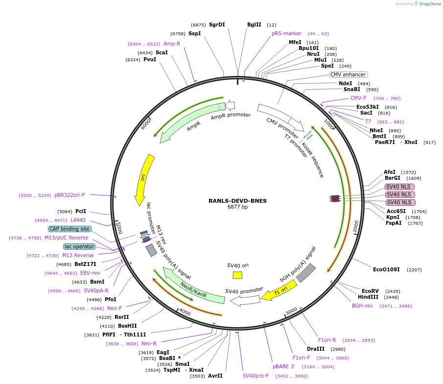 50840-plasmid-map-sequence-id-76287
