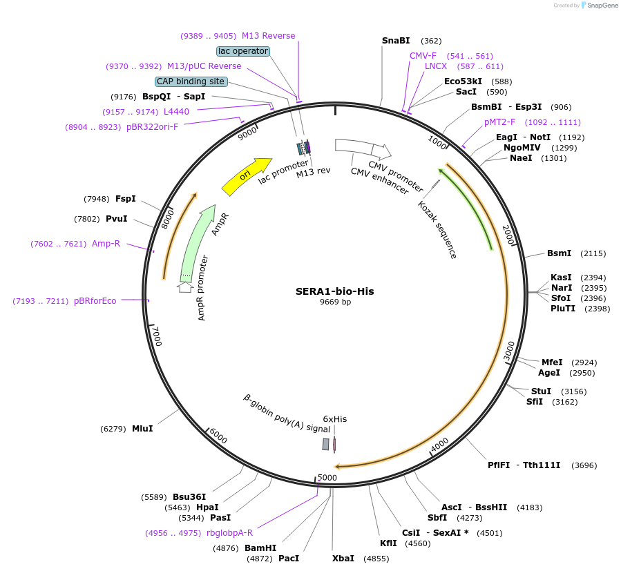 50812-plasmid-map-sequence-id-76301
