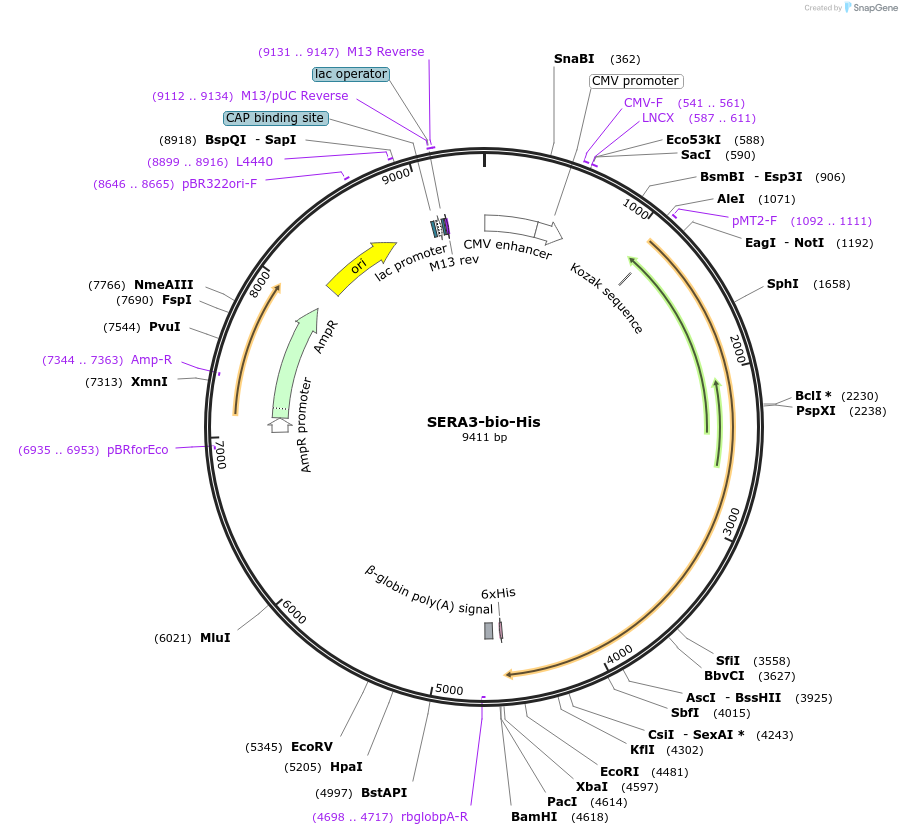 50815-plasmid-map-sequence-id-76303