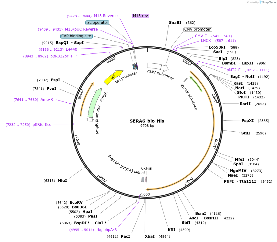 50818-plasmid-map-sequence-id-76306