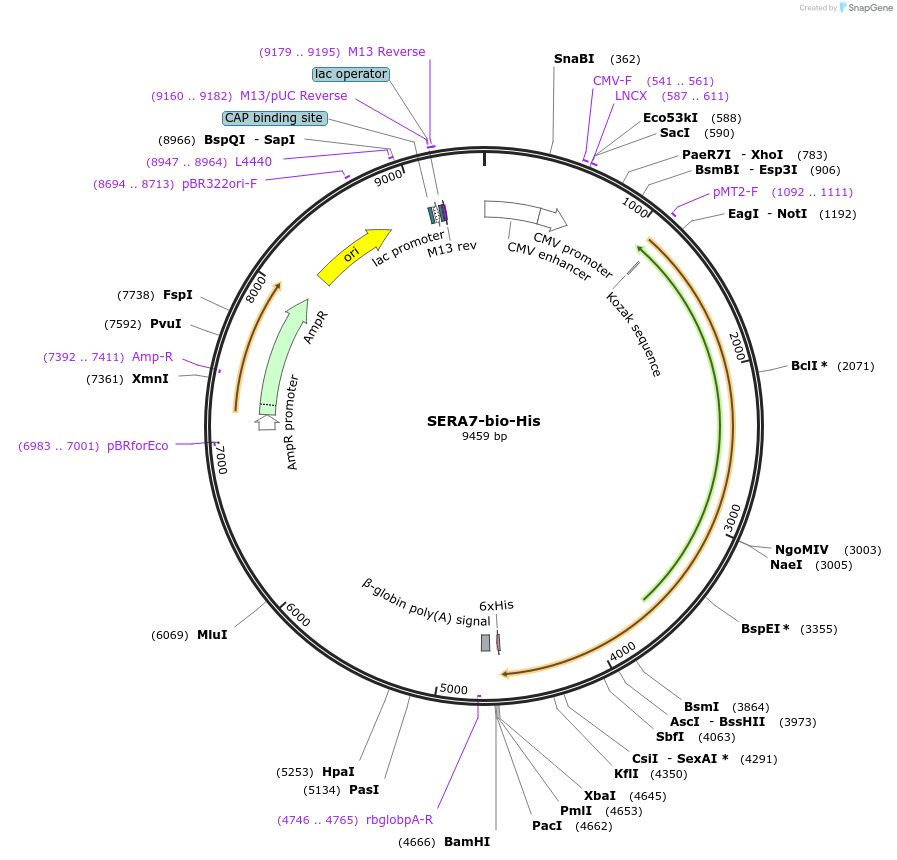 50819-plasmid-map-sequence-id-76307