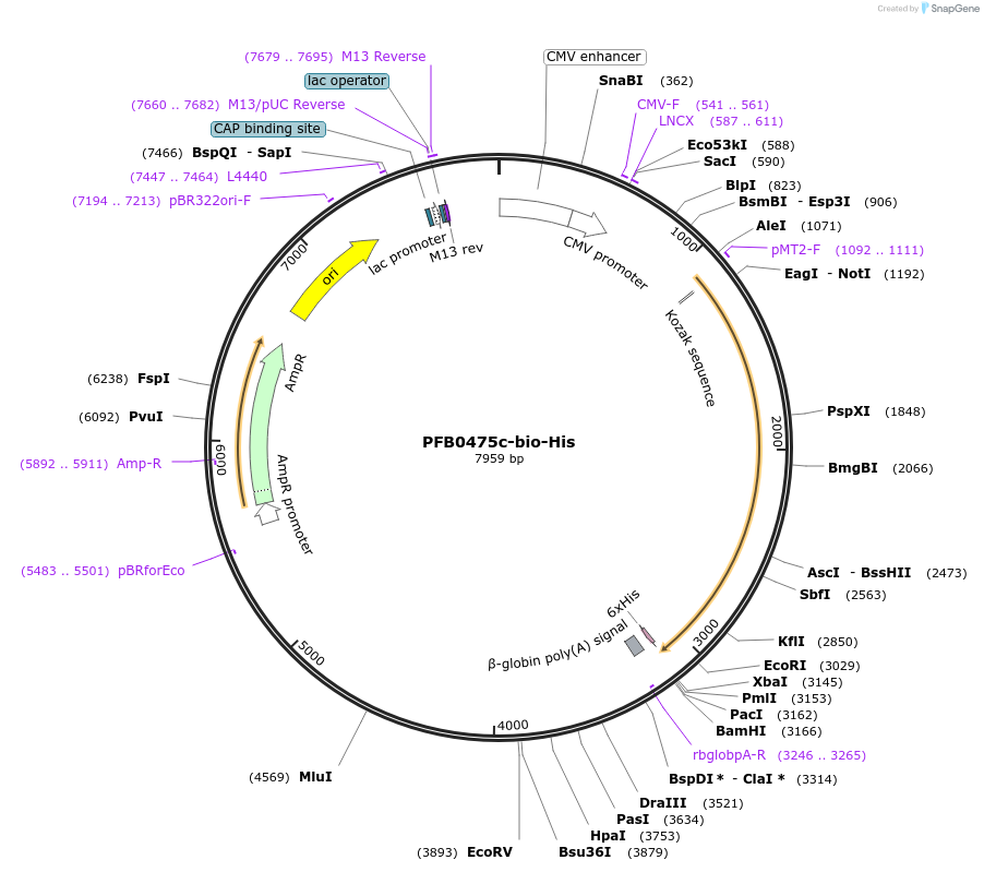 50822-plasmid-map-sequence-id-76310