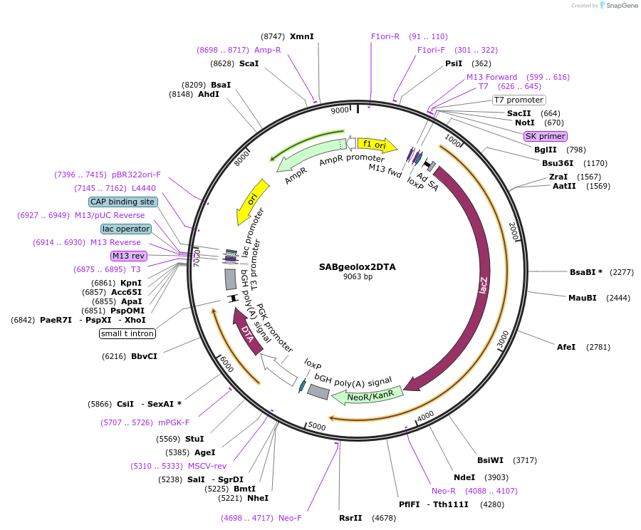 13447-plasmid-map-sequence-id-7633