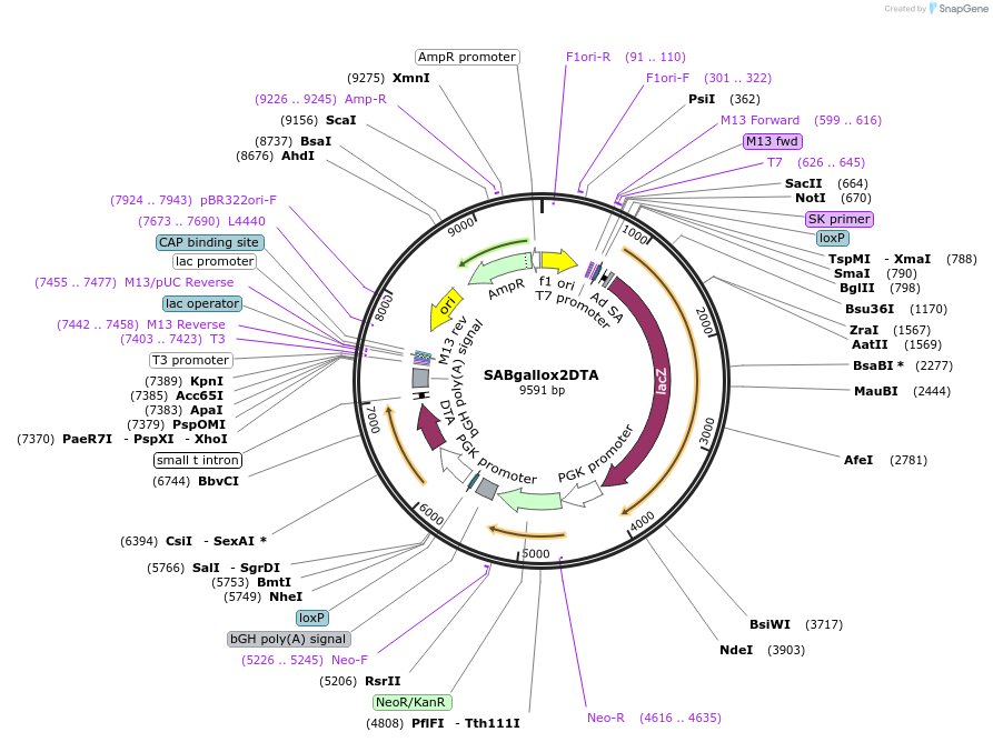 13448-plasmid-map-sequence-id-7634