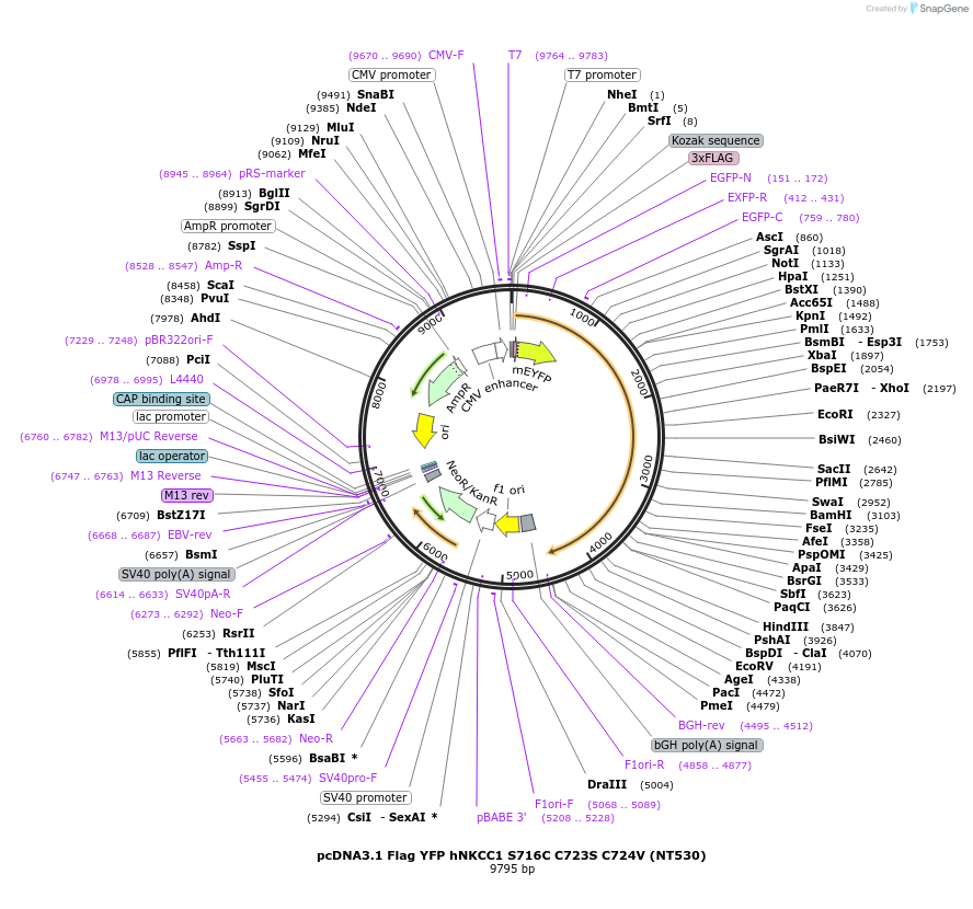 50895-plasmid-map-sequence-id-76368