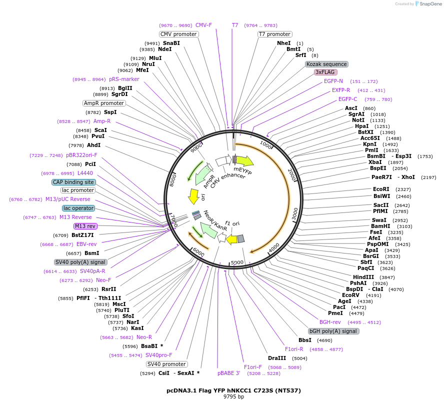 50902-plasmid-map-sequence-id-76375
