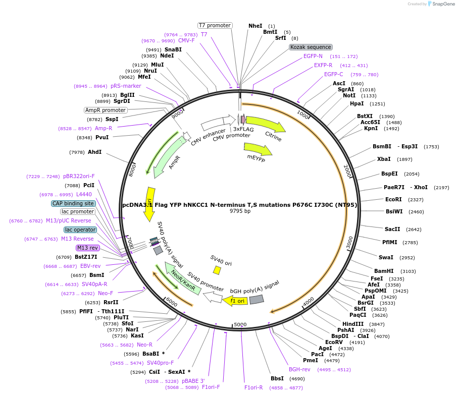 50913-plasmid-map-sequence-id-76386