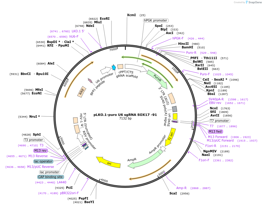 50923-plasmid-map-sequence-id-76529