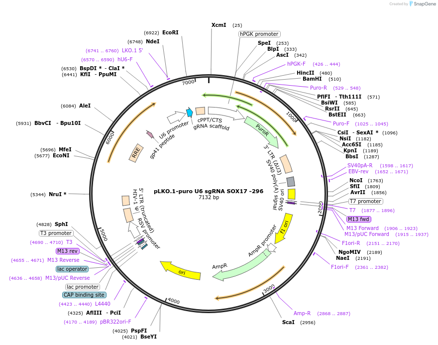 50926-plasmid-map-sequence-id-76532
