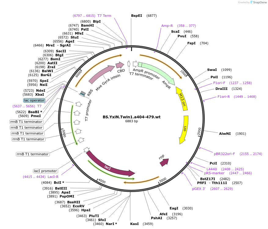 13529-plasmid-map-sequence-id-7655