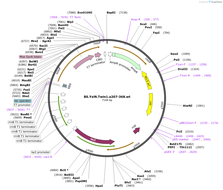 13531-plasmid-map-sequence-id-7657