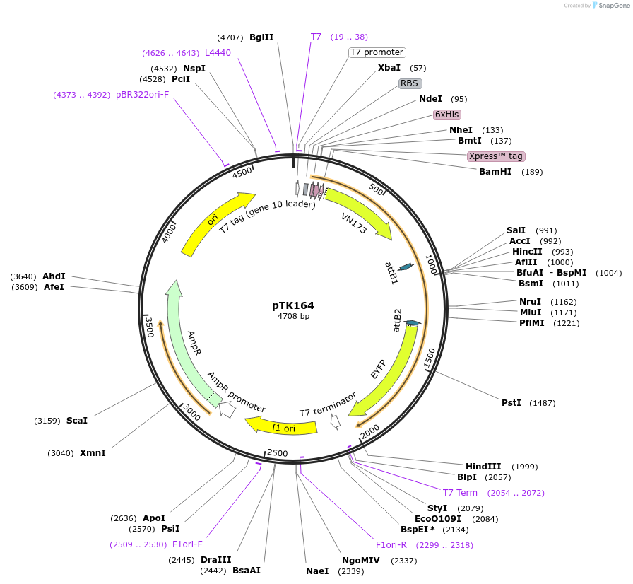 13533-plasmid-map-sequence-id-7659