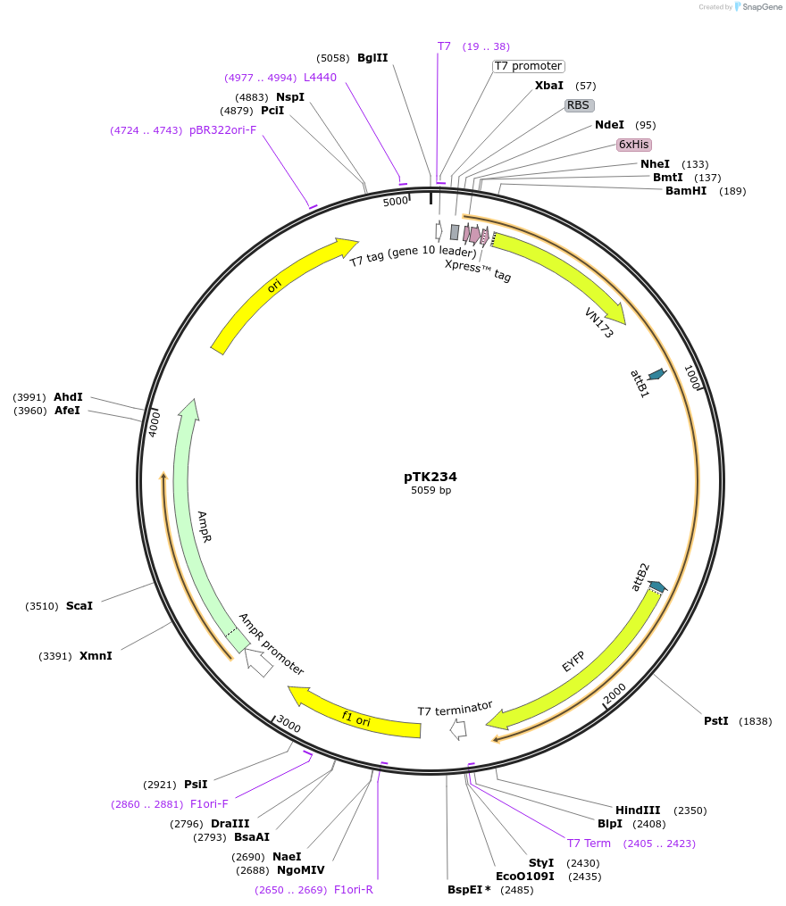 13535-plasmid-map-sequence-id-7661