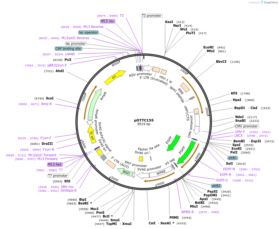 50949-plasmid-map-sequence-id-76677