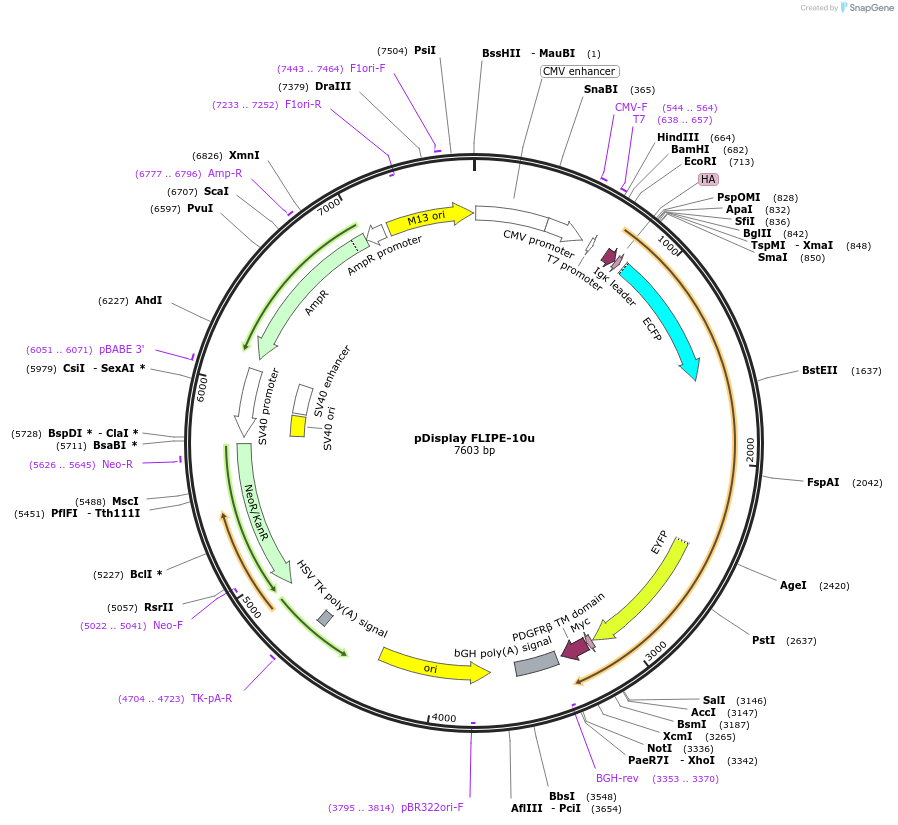 13546-plasmid-map-sequence-id-7672