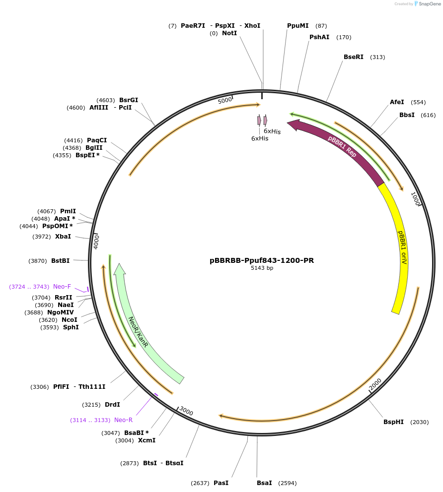 50963-plasmid-map-sequence-id-76835