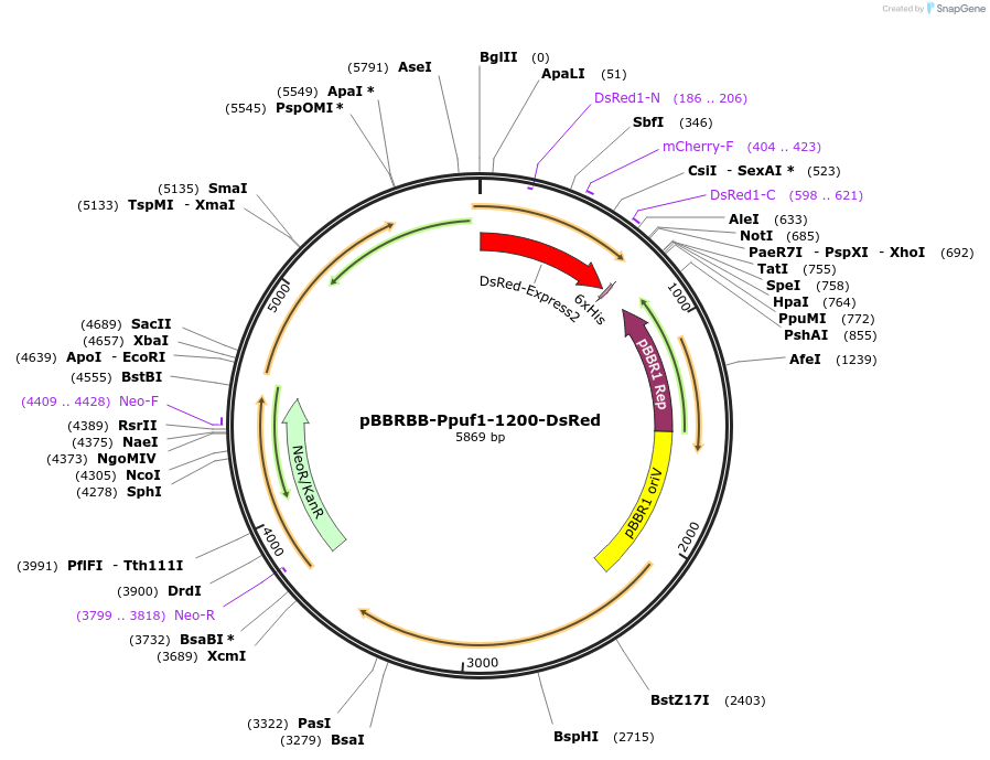 50960-plasmid-map-sequence-id-76836