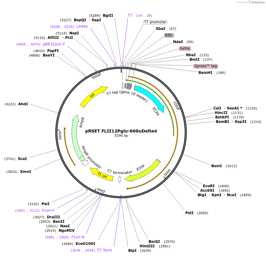 13567-plasmid-map-sequence-id-7692