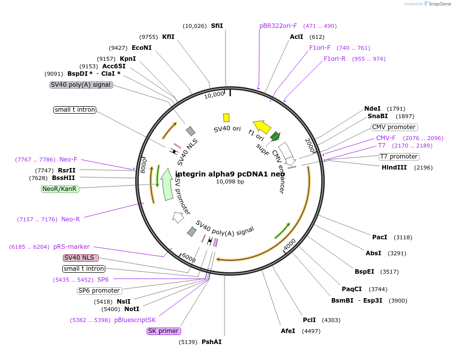 13585-plasmid-map-sequence-id-7704