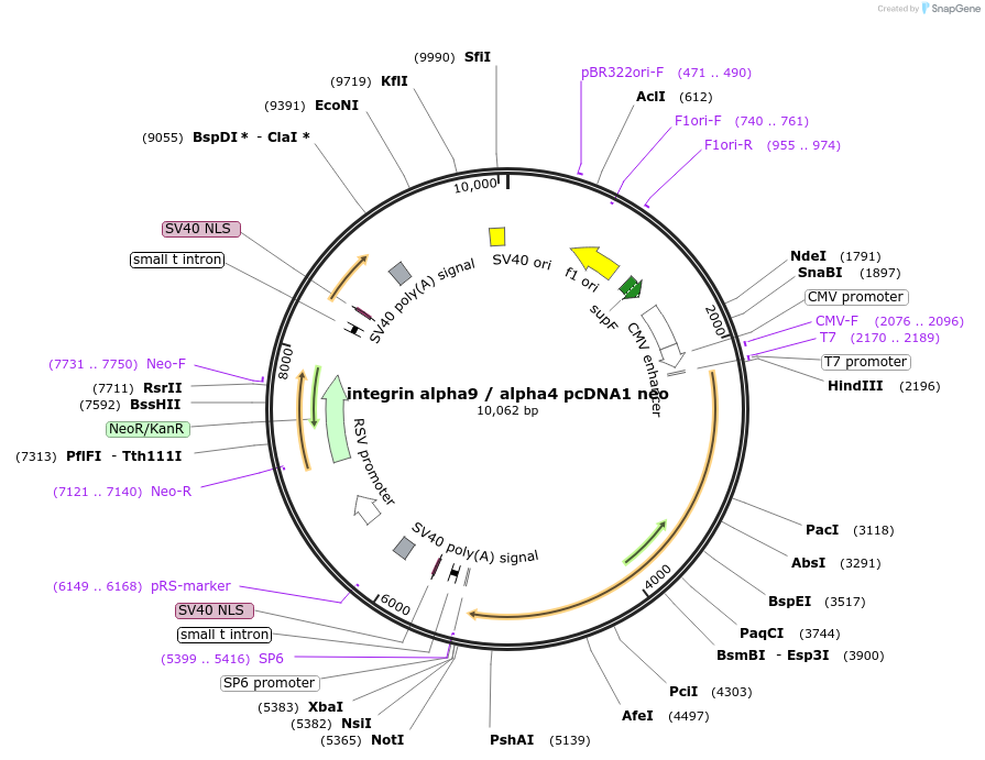 13587-plasmid-map-sequence-id-7706