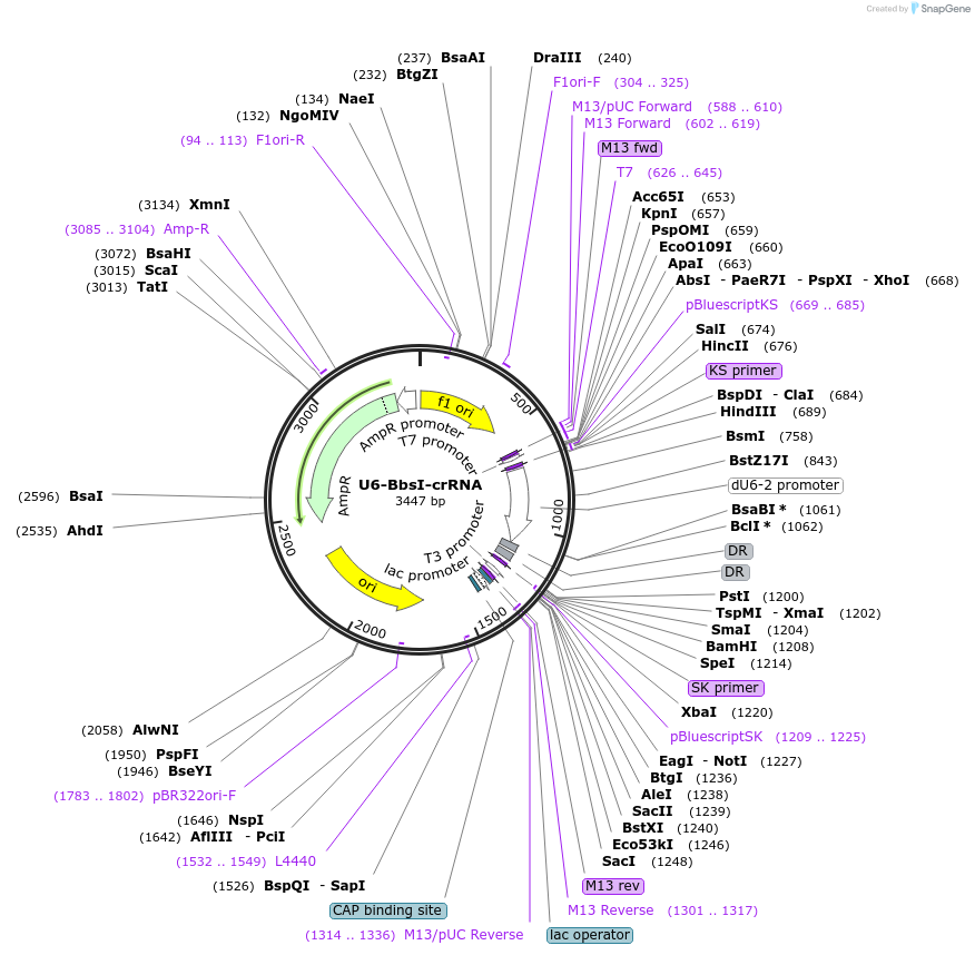 51026-plasmid-map-sequence-id-77075
