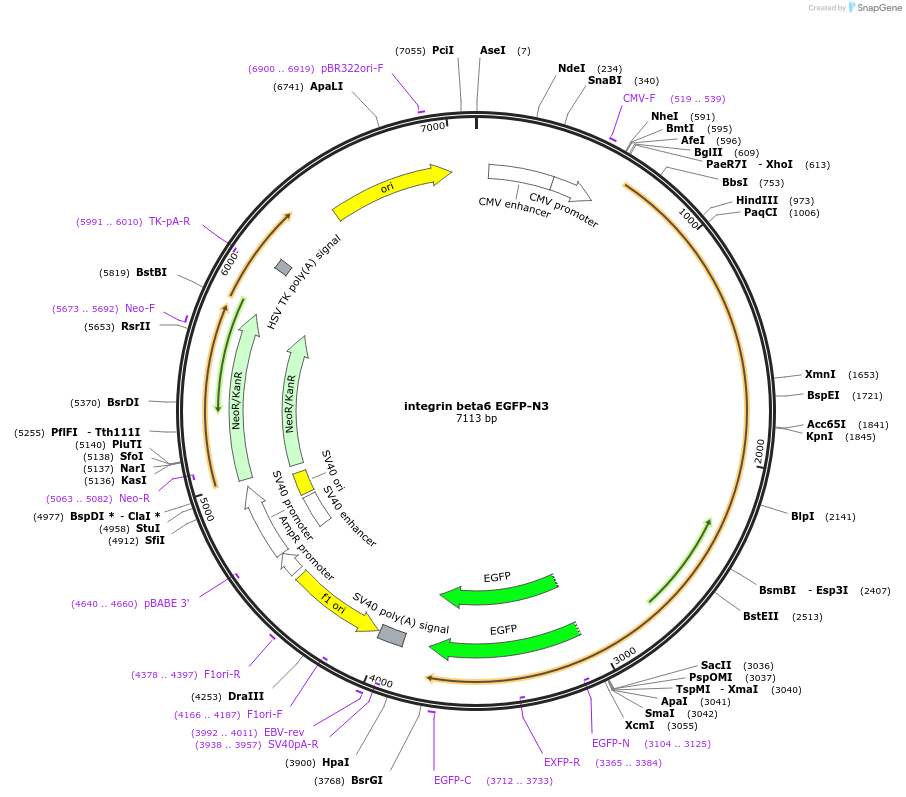 13593-plasmid-map-sequence-id-7711