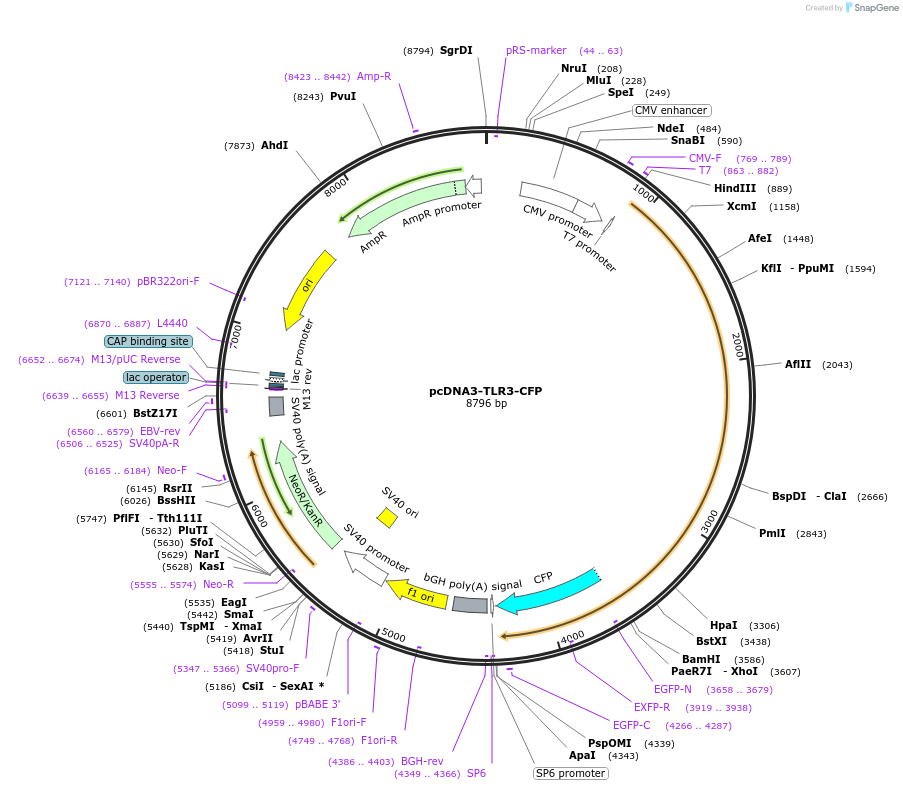 13641-plasmid-map-sequence-id-7719
