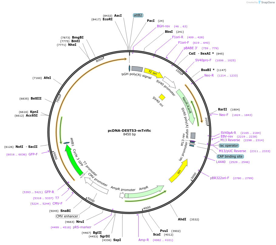 51031-plasmid-map-sequence-id-77194