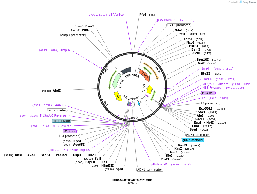 51059-plasmid-map-sequence-id-77330