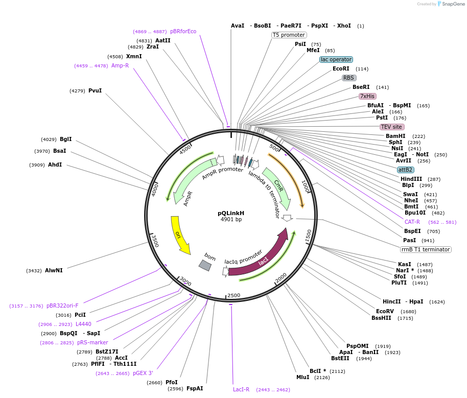 13667-plasmid-map-sequence-id-7734