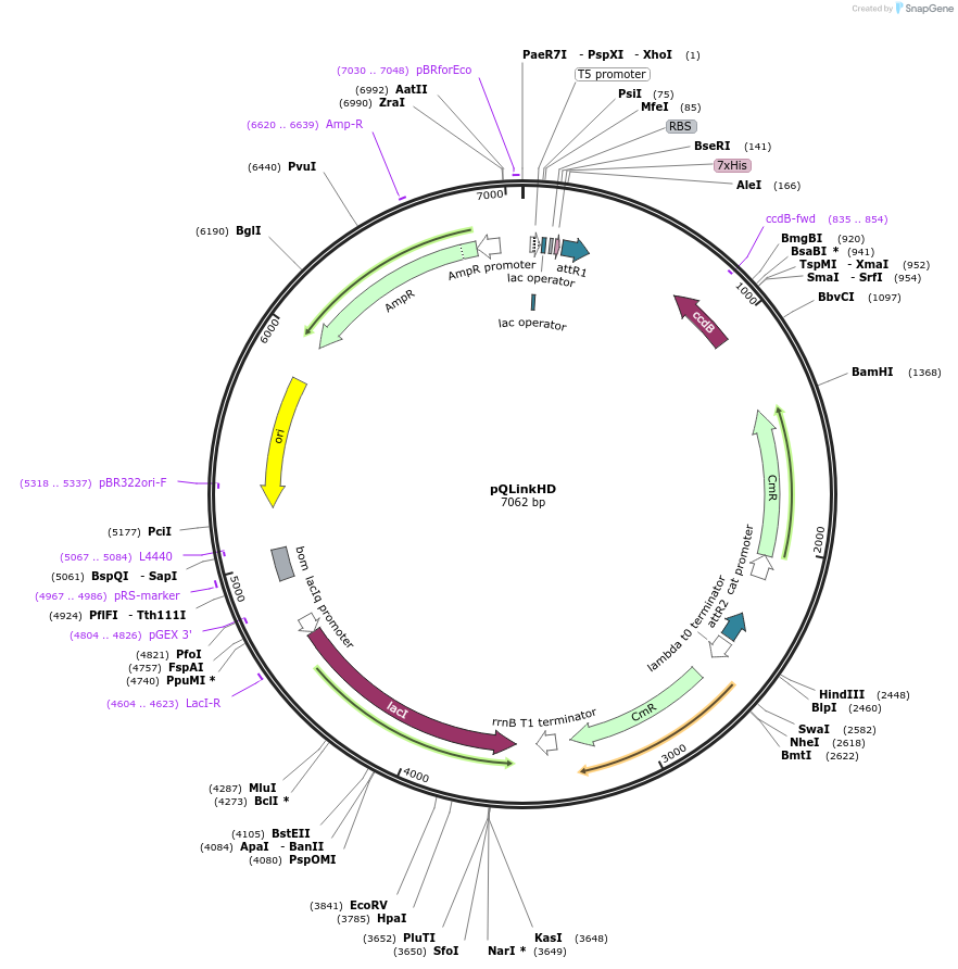 13668-plasmid-map-sequence-id-7735