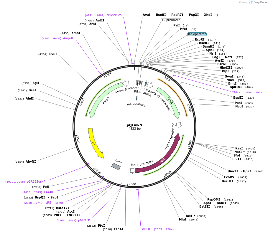 13670-plasmid-map-sequence-id-7736