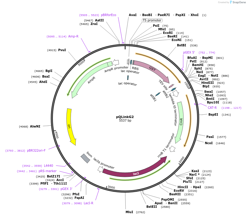 13671-plasmid-map-sequence-id-7737