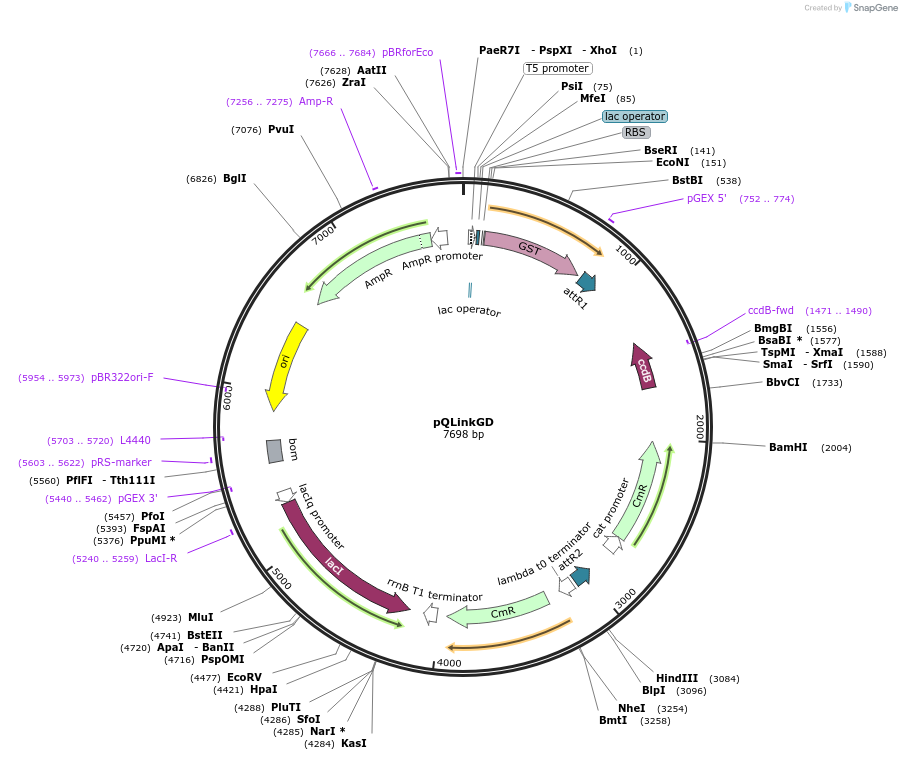13673-plasmid-map-sequence-id-7738